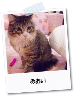 にゃんこと遊ぶなら一番町ねこカフェ「天使のこねこネコ」