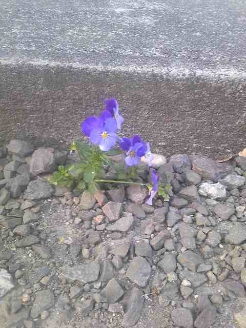 下を向いて歩こう♪