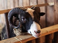 くるくるかわいいロールケーキ♡【ロールマディ】