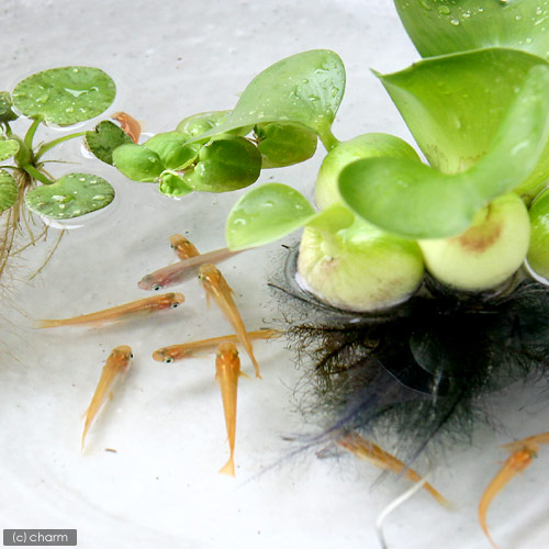 Snap by Me #169きゃさこ