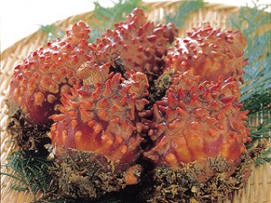 宮城の名物「ホヤ」を食べよう