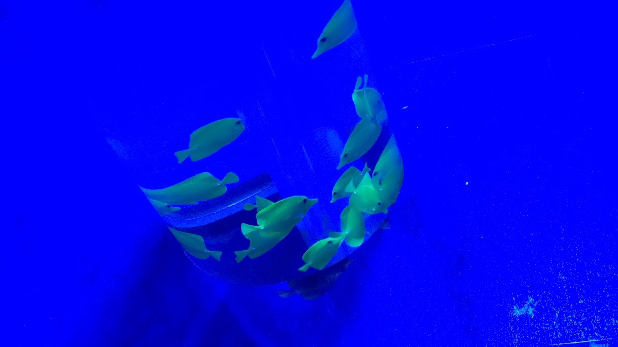 Snap by Me #231ゆき