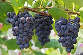 Snap by Me #372まゆ/なつ