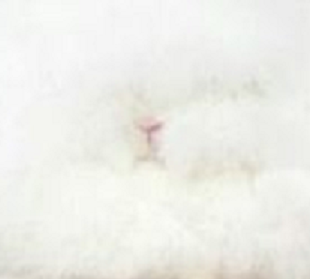 Snap by Me #364あゆみ/ゆかり