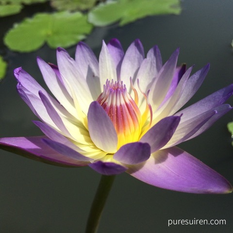 Snap by Me #508TEAMO