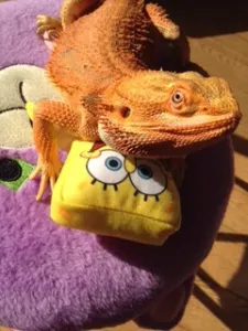 爬虫類ブーム！仙台爬虫類飼育のススメ。