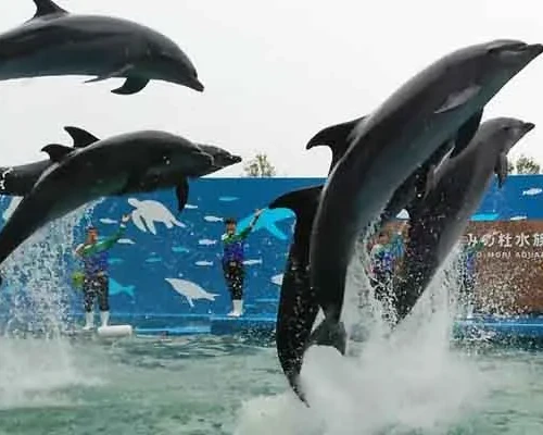 【仙台うみの杜水族館】東北最大級「イルカ＆アシカショー」見所満載★１日中楽しめるＮＥＷ水族館★