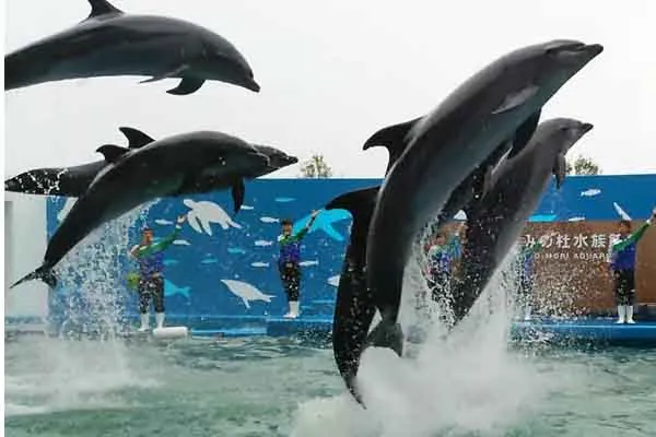 【仙台うみの杜水族館】東北最大級「イルカ＆アシカショー」見所満載★１日中楽しめるＮＥＷ水族館★