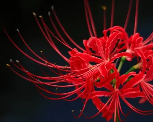 曼珠沙華ナイト@チェスコ屋　11/7(Sat) 22:00〜【仙台】