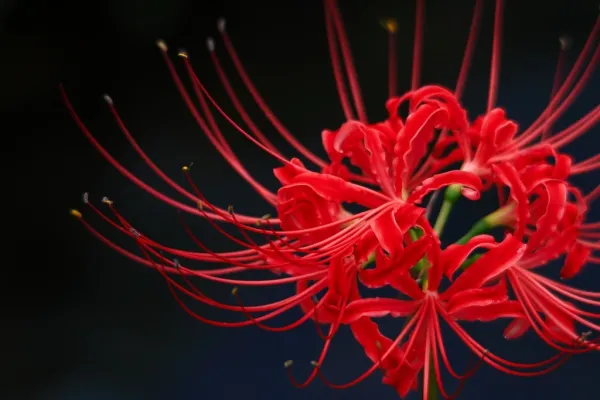 曼珠沙華ナイト@チェスコ屋　11/7(Sat) 22:00〜【仙台】