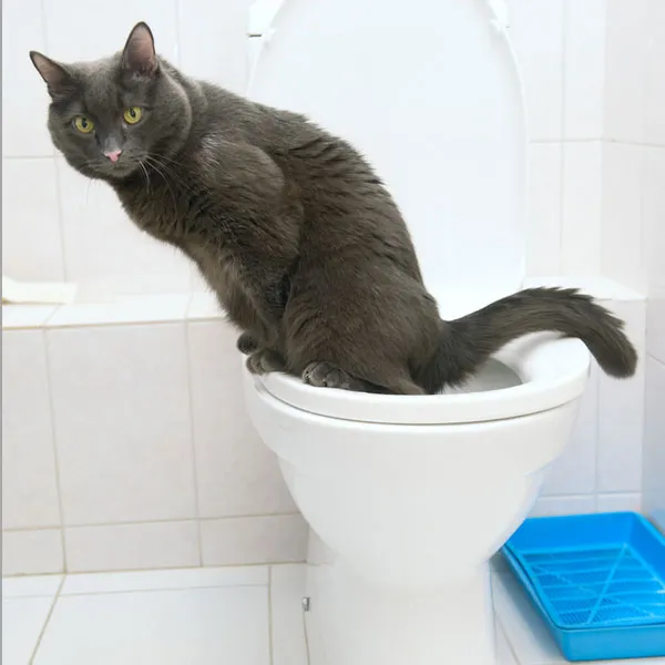 噂の「トイレワ～ルド」が仙台に！【企画展／トイレ？行っトイレ！】2015.12/11～2016.1/11