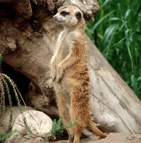 セグウェイに乗ってみたよ