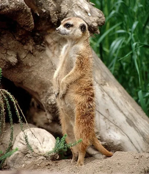 セグウェイに乗ってみたよ