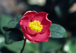 聴くだけで安眠できる？リラックスタイムは“安眠ＣＤ”を正しく活用しよう