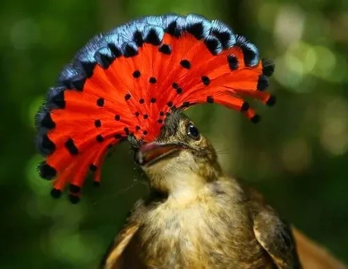 みつけた♡　わたし流ショートヘアアレンジ