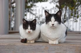 私も…もしかして？大人の発達障害と女性の生き方（７）最終回