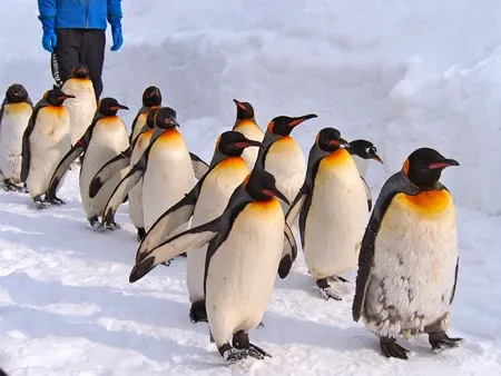 いかなきゃ!　「卸町ふれあい市」4/16・17(土日)