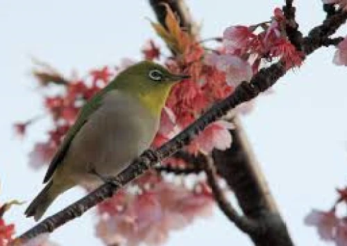 ❀春がきた❀母たちの女子会の季節【祝賀会シーズン】