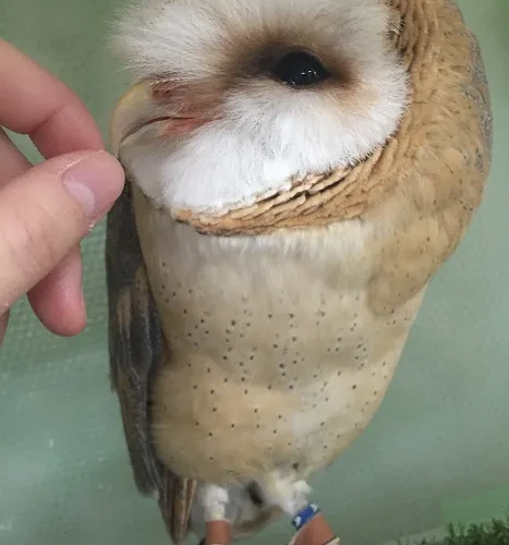 ふくろうと触れ合える！　仙台初のふくろうカフェがオープン！＜仙台福郎＞