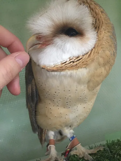 ふくろうと触れ合える！　仙台初のふくろうカフェがオープン！＜仙台福郎＞