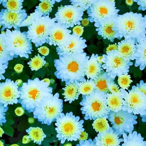 Snap by Me #633MIZUKI /NAO/AMI