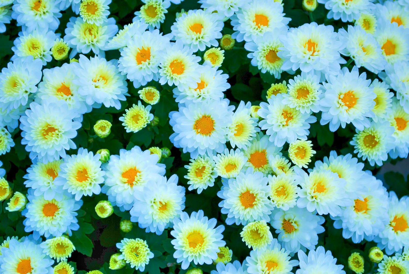 Snap by Me #633MIZUKI /NAO/AMI