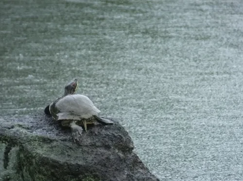 さてどうする？どんより空模様の朝は女子力高いレインブーツででもハッピー