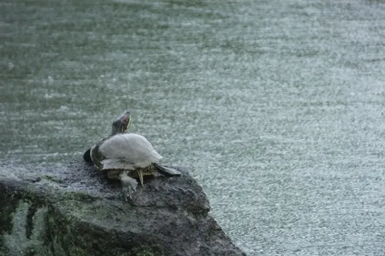 さてどうする？どんより空模様の朝は女子力高いレインブーツででもハッピー