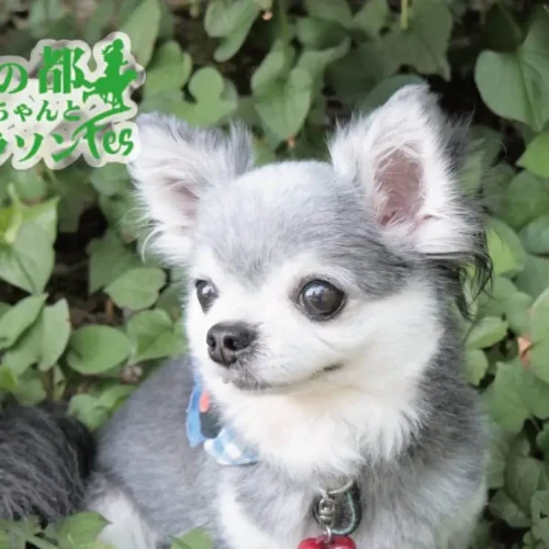 9/22開催！杜の都ワンちゃんとマラソンフェス実行委員会