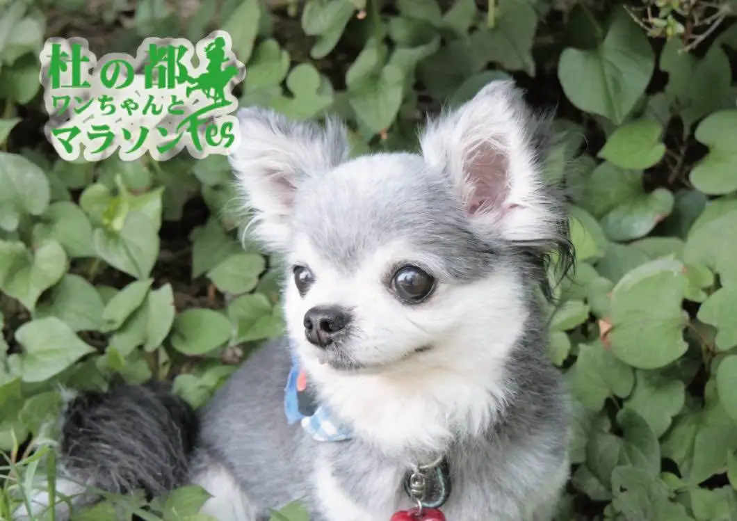 9/22開催！杜の都ワンちゃんとマラソンフェス実行委員会