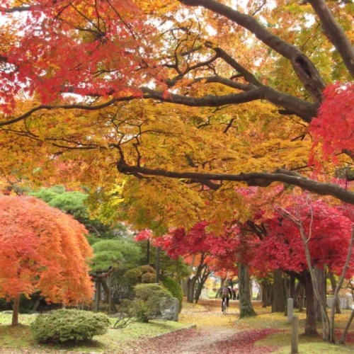 ＪＲバスで行く日帰り紅葉巡り～岩手～その①