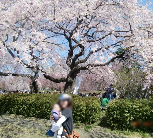 春だ！桜だ！お花見だ！宮城でお花見【榴岡公園編】