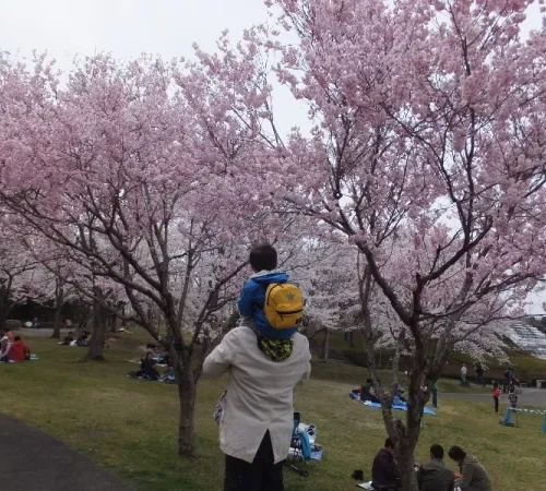 春だ！桜だ！お花見だ！宮城でお花見【みちのく湖畔公園編】