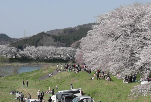 春だ！桜だ！お花見だ！宮城でお花見【一目千本桜編】