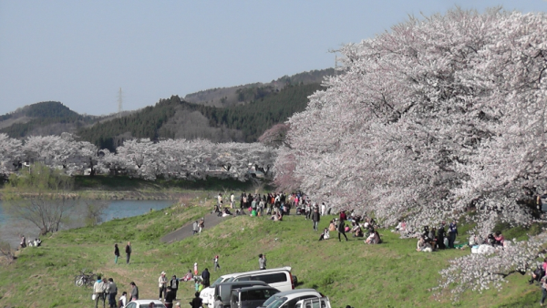 春だ！桜だ！お花見だ！宮城でお花見【一目千本桜編】