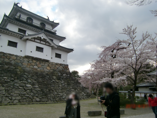 春だ！桜だ！お花見だ！宮城でお花見【益岡公園編】