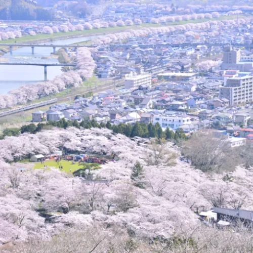 日本一の桜並木