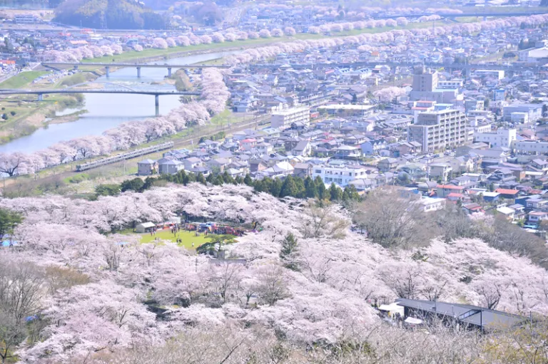 日本一の桜並木