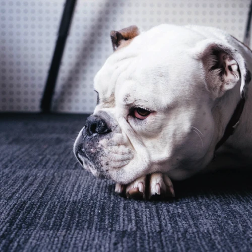 【仙台から行く道の駅】わんちゃんを連れて…三滝堂のドッグラン
