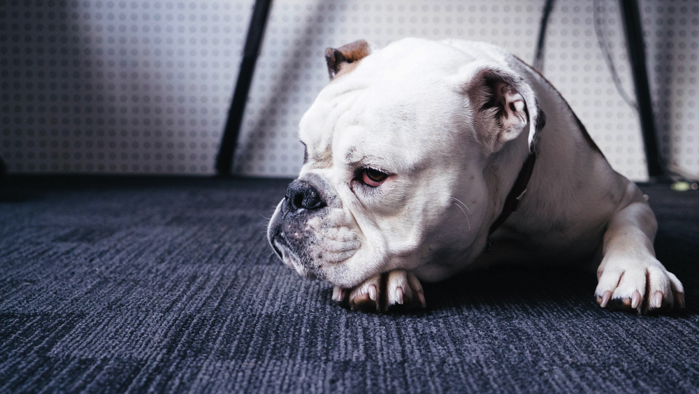 【仙台から行く道の駅】わんちゃんを連れて…三滝堂のドッグラン