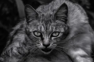 【ひとり時間満喫】世界一怖い！ジャパニーズホラー映画特集