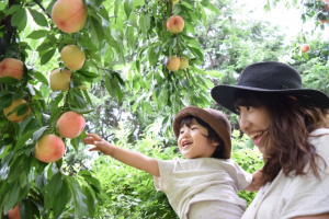 【夏の養生レシピ】カロリーも低くて美味しいスイーツレシピ