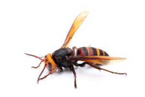 【仙台市の女性の困った！を解決】ベランダに蜂の巣が！ピンチのときは…？