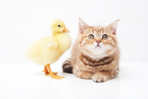 【仙台の猫カフェ特集】「天使のこねこネコ」で気軽に触れ合おう！