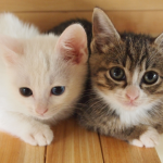 【仙台の猫グッズ専門店】猫専門またたび堂で素敵な雑貨を見つけよう