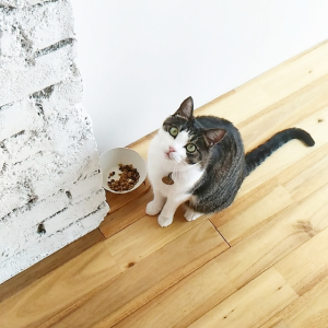 【仙台の猫カフェ特集】「猫cafeあいきゃっと」で癒されたい