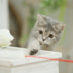 【仙台の猫グッズ専門店】「大きな青い馬」猫モチーフの雑貨がいっぱい