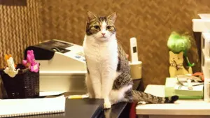 お買い物をもっとスムーズに! 【雑学】