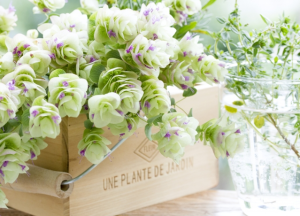 【開運インテリア術】キッチンに〇〇を置くと開運する！