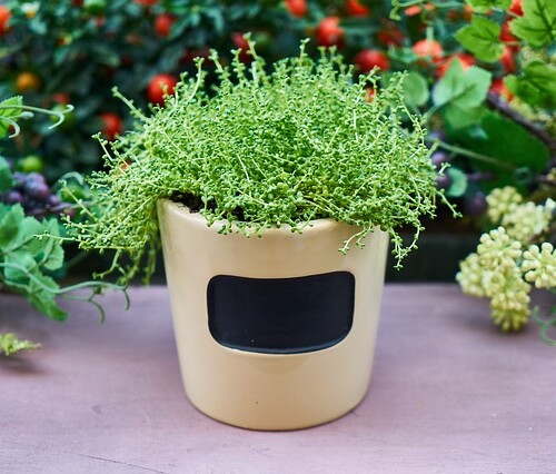 【仙台の新生活】部屋に緑を！お手軽「フェイク観葉植物」特集